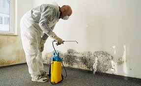 Best Biohazard Mold Removal  in Hamtramck, MI