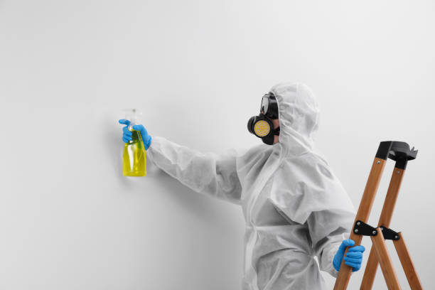 Best Emergency Mold Remediation  in Hamtramck, MI